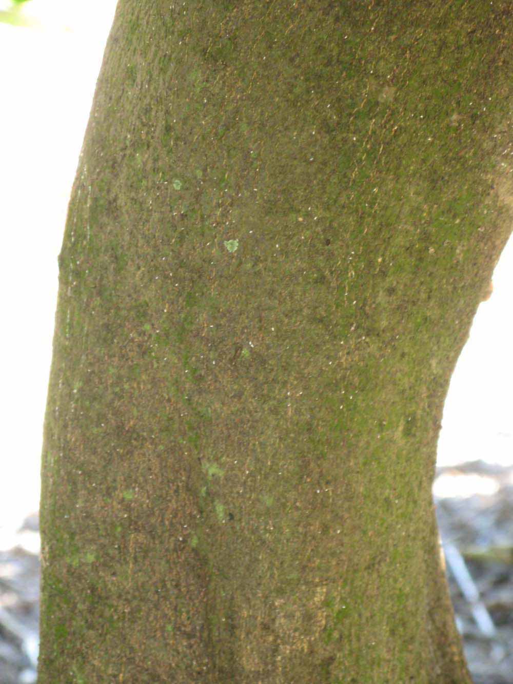            Bark (Winter Haven, FL)      